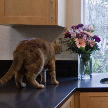 Kitchen cat