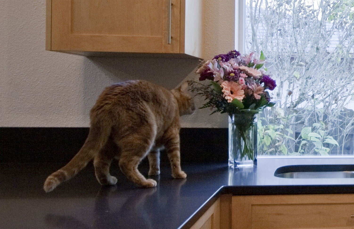 Kitchen cat